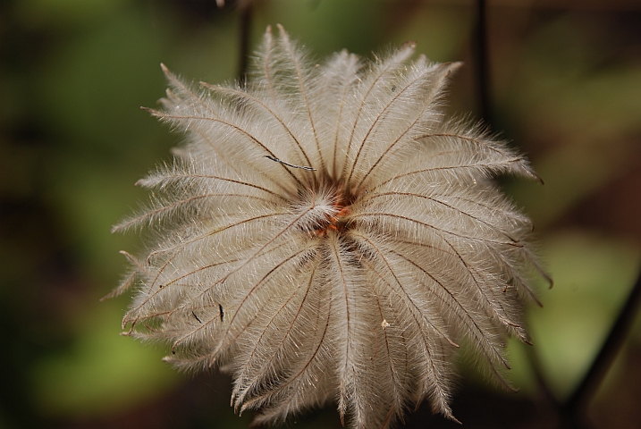 Es gibt auch Blumen, die sind schöner wenn sie verblüht sind