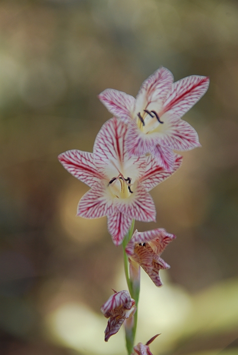 Unterwegs zu den Kabweluma Falls gibt es schöne Blumen...