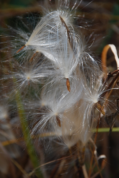 Federleichte Samen bereit zum Flug