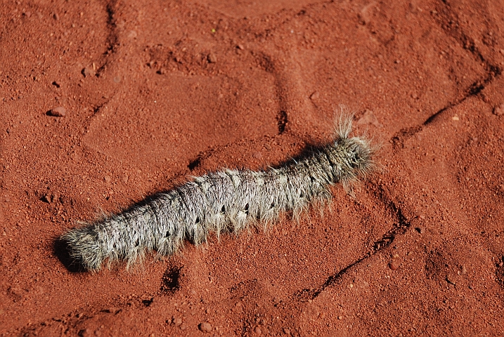 Eine so grosse Raupe haben wir noch nie gesehen