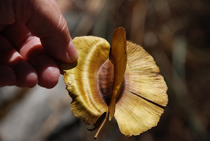 Baumfrucht mit vier “Windsegeln“