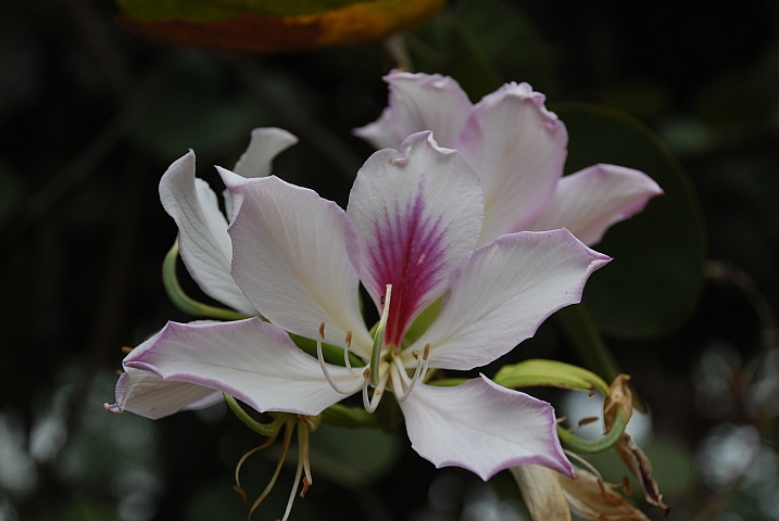 Hier blühen viele schöne Blumen