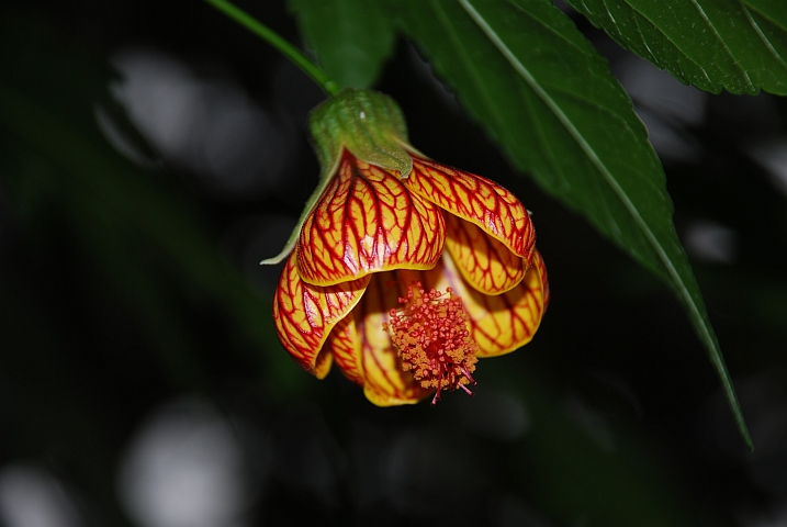 Chinese Lantern-Blüte