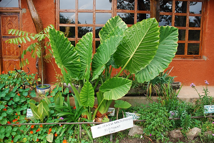 “Elephant ear“-Pflanze vor der Lodge von Kapishya Hot Springs