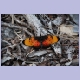 Bunter Schmetterling