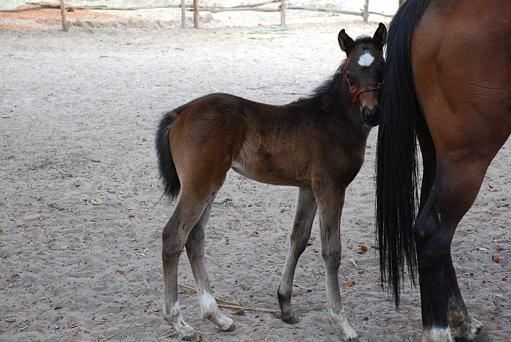 Einmonatiges Fohlen im Gestüt von Kapishya Hot Springs