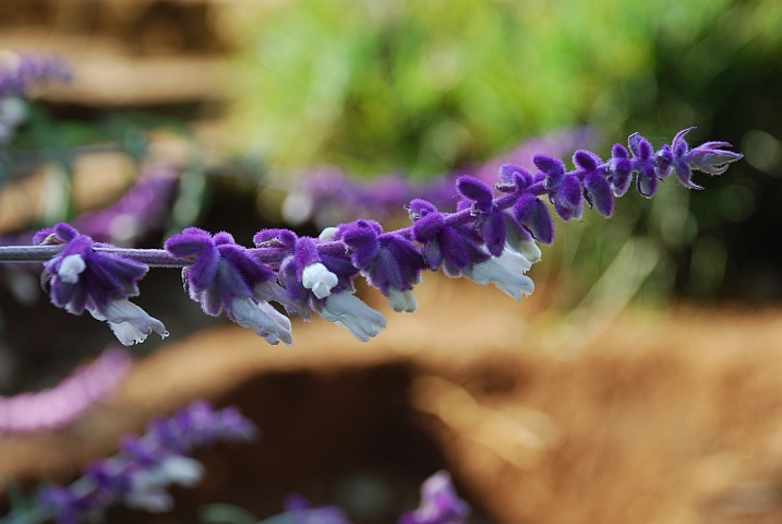 Violette Blütenrispe in den Usambaras