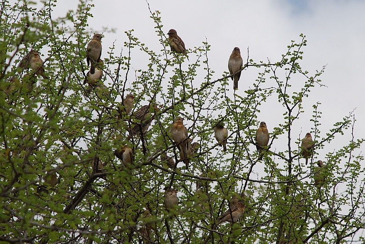 Zumindest einige von diesen Vögeln im Busch sollten Red-billed Queleas (Blutschnabelweber) sein