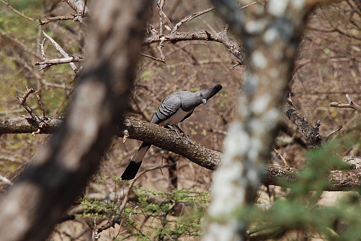 White-bellied Go-away-bird (Weissbauch-Lärmvogel)