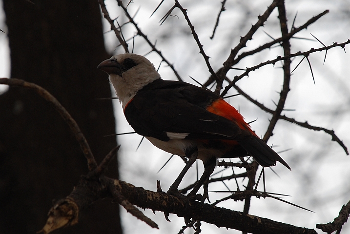 White-headed Buffalo-Weaver (Starweber)