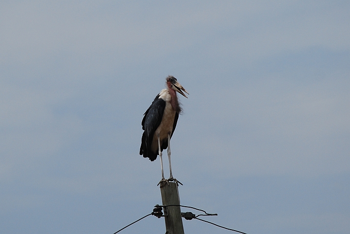 Marabou Stork (Marabu) auf einem Leitungsmast