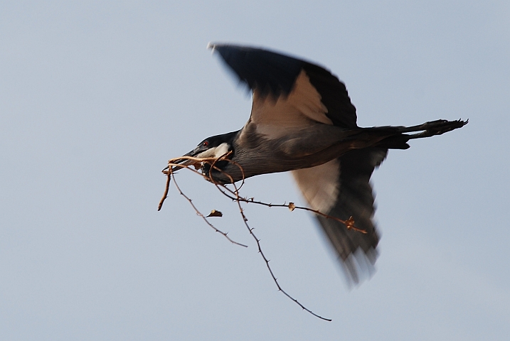 Black-headed Heron (Schwarzhalsreiher) mit Nistgut unterwegs zum Nest
