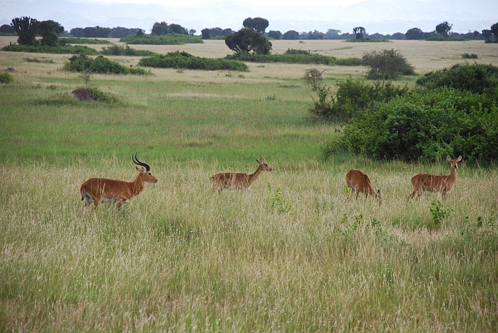 Kob Antilopen im Queen Elizabeth Nationalpark