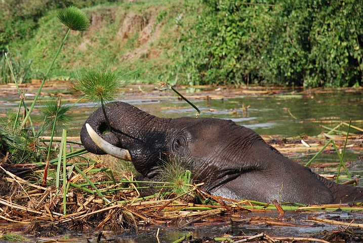 Das Papyrusschilf im Kazingakanal scheint diesem Elefanten zu schmecken