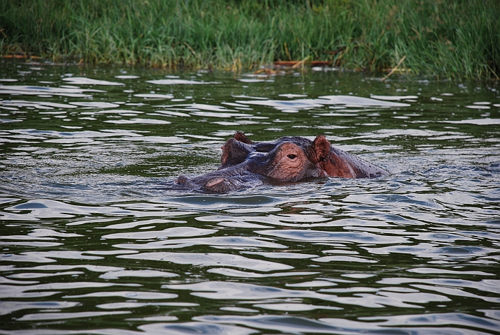 Vorsichtiger Blick eines Flusspferdes im Kazinga Channel