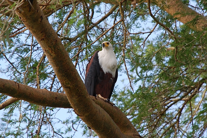 African Fish-Eagle (Schreiseeadler) auf einem Baum