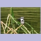 Männlicher Pied Kingfisher (Graufischer)