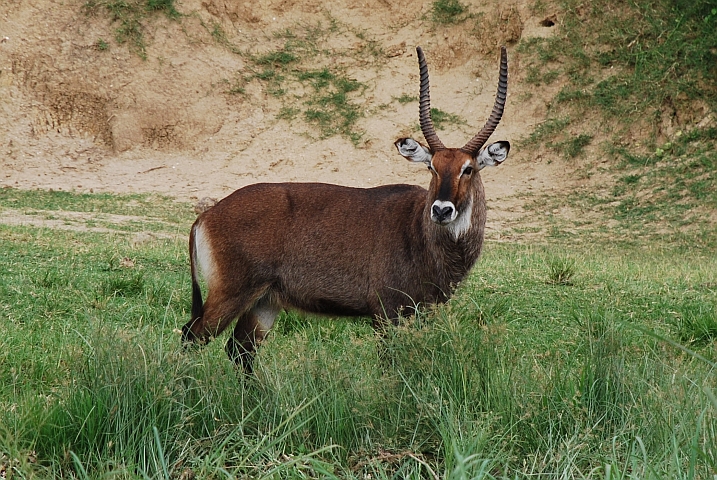 Waterbuck Männchen (Wasserbock)