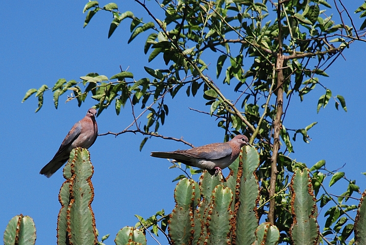 Laughing Doves (Palmtauben)