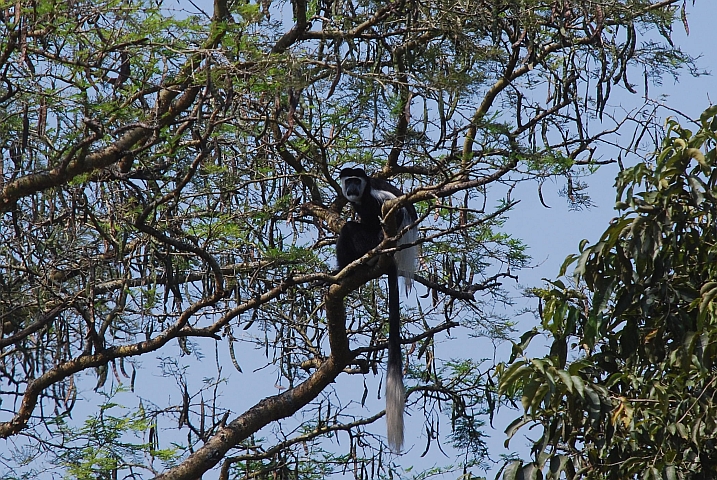 Black-and-white Colobus (Seidenaffe) im Murchison Falls Nationalpark