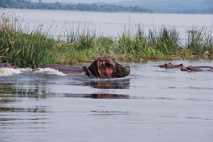 Flusspferd spielt Dampfschiff