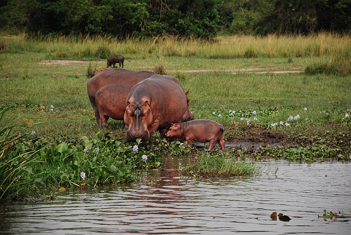 Flusspferdbaby mit Mutter