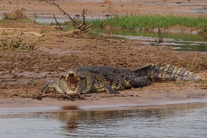 Grosses Nilkrokodil zeigt seine Zähne