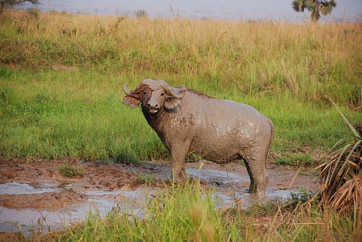 Frisch gesuhlter Büffel im Murchison Falls Nationalpark