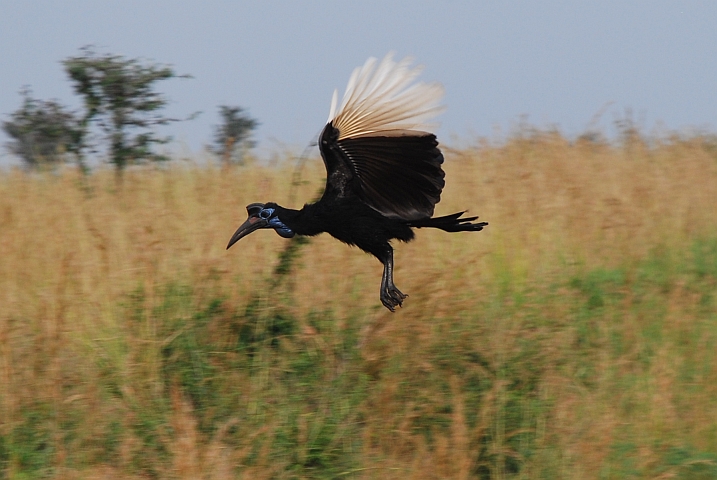 Abyssinian Ground-Hornbill (Sudanhornrabe)