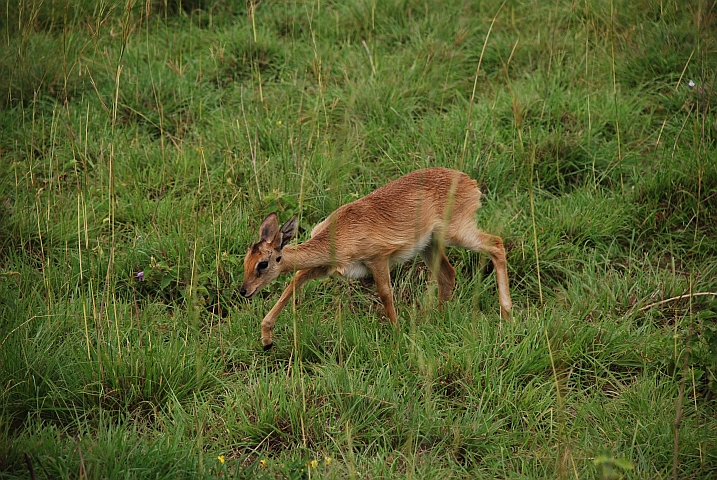 Oribi Dame