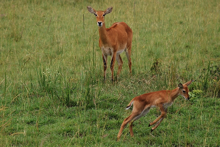 Übermütiges Kobbaby mit seiner aufmerksamen Mutter