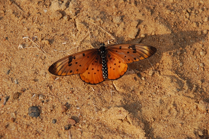 Schmetterling