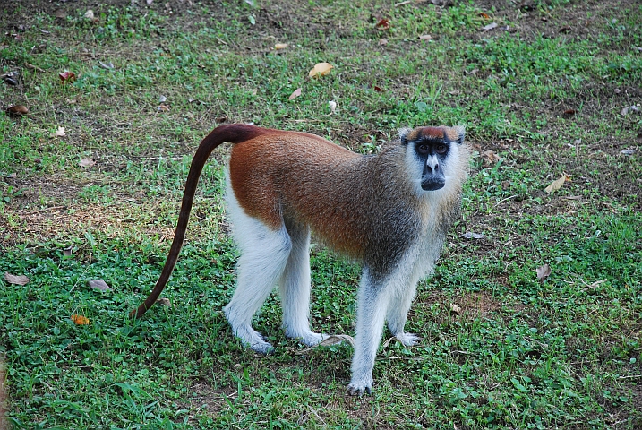 Patas Monkey (Husarenaffe)