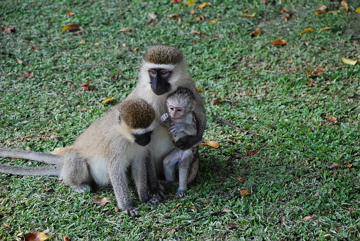Vervet Monkeys mit Baby
