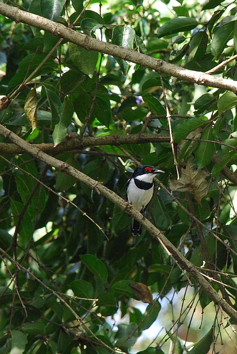 Männlicher Brown-throated Wattle-eye (Lappenschnäpper)