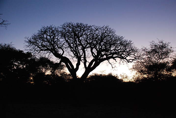 Abendstimmung im Mokongwa Camp im Khama Rhino Sanctuary