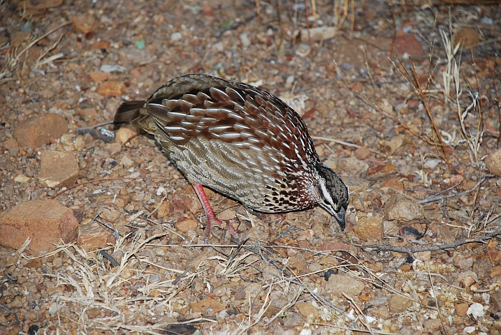 Crested Francolin (Schopffrankolin) im Mokolodi Nature Reserve