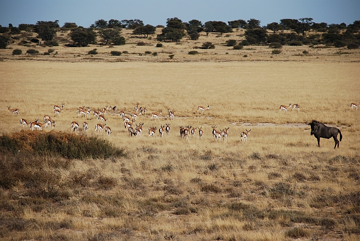 Springböcke und Gnu in der Lesholoago Pan im Mabuasehube-Teil des Kgalagadi Nationalparks