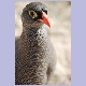 Red-billed Francolin (Rotschnabelfrankolin)