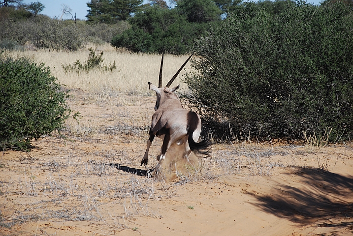 Oryx (Gemsbock) nimmt vor Obelix Reissaus (Gemsbok Sektion im Kgalagadi Nationalpark)