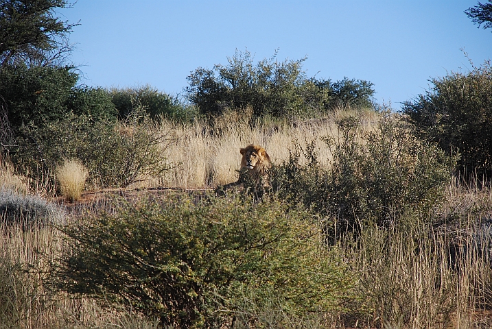 Der König der Tiere bei Nossob im Kgalagadi Nationalpark
