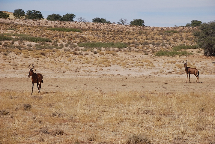 Hartebeest (Kuhantilopen) im Nossob Tal im Kgalagadi Nationalpark