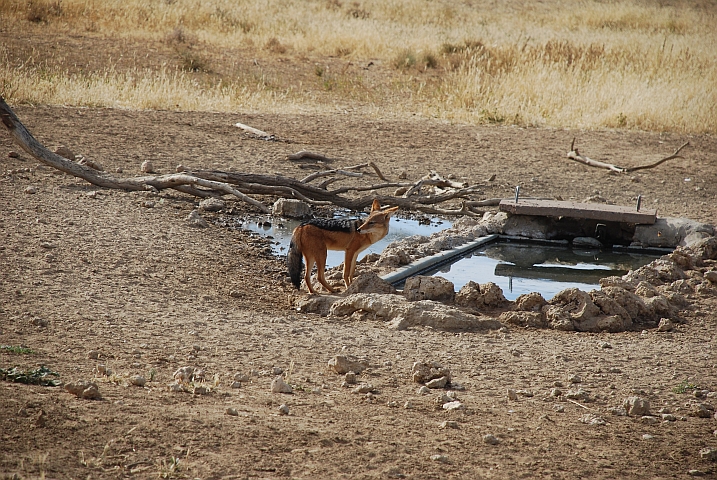 Black Backed Jackal (Schabrackenschakal) am Kij Kij Wasserloch im Kgalagadi Nationalpark
