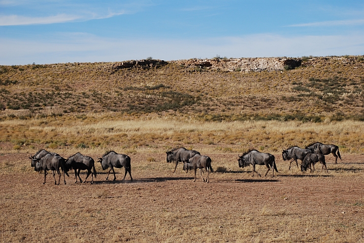 Streifengnus im Auob Tal im Kgalagadi Nationalpark