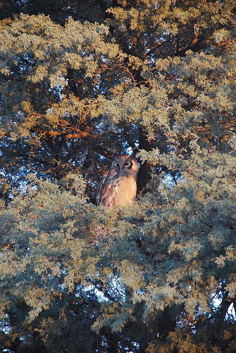 Verreaux’s Eagle-Owl (Blassuhu) in der Morgensonne