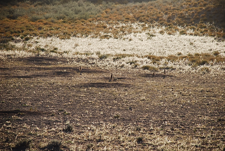 Suricate (Erdmännchen) geniessen die ersten Sonnenstrahlen im Auob Tal des Kgalagadi Nationalparks