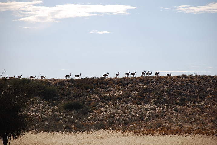 Springbock-Herde unterwegs am Rand des Auob Tales im Kgalagadi Nationalpark
