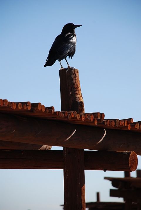 Cape Crow (Kapkrähe) beim Auchterlonie Picknickplatz im Kgalagadi Nationalpark