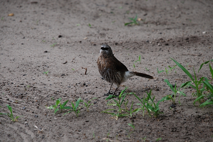 Angola Babbler (Hartlaubdrossling)