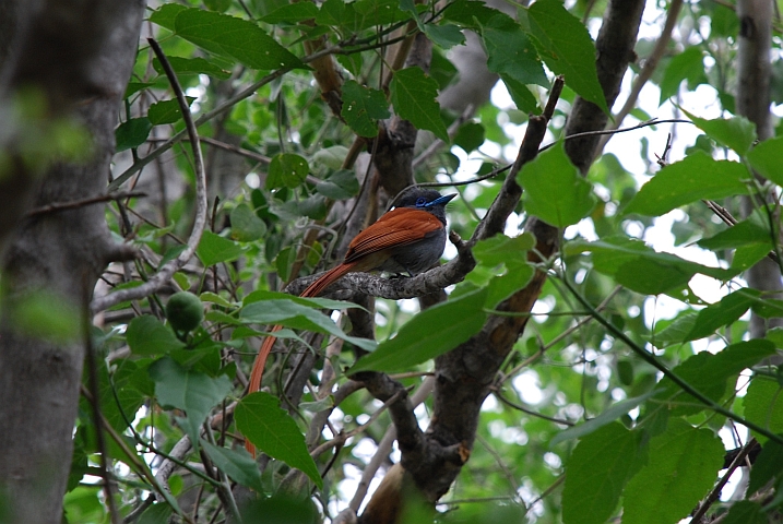 African Paradise-Flycatcher (Graubrust-Paradiesschnäpper)